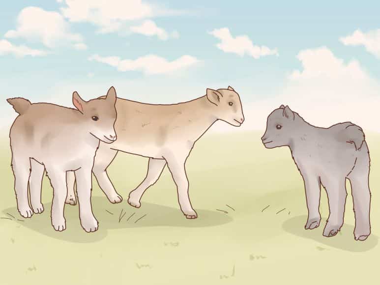 Imagen relacionada con el título: Cuidado y alimentación de un chivo bebé en 15 pasos