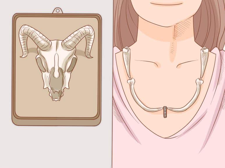 Cuidado de huesos de animales: Limpiando y conservando correctamente