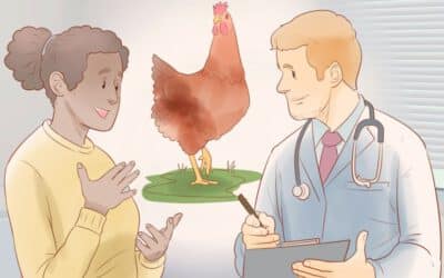 Imagen relacionada con el título: ¿Cómo saber si una gallina está lista para poner huevos?