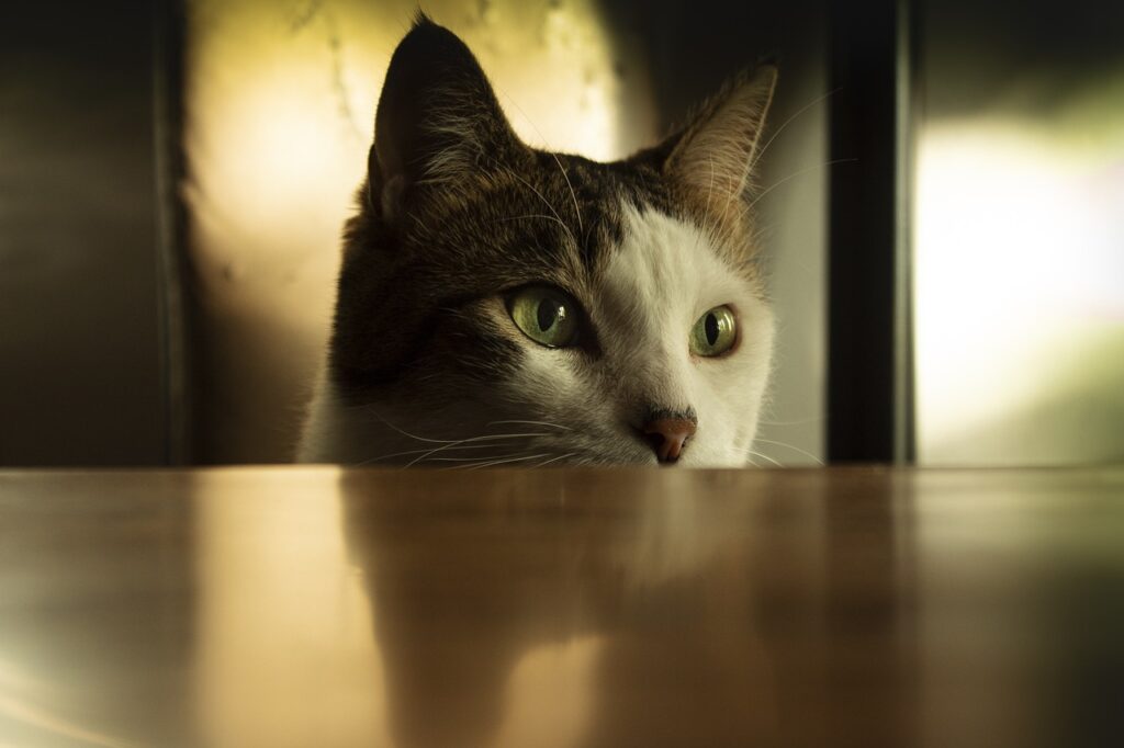 Soñar con animales: Significado e interpretación