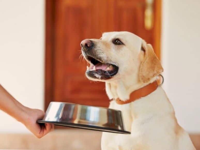 Imagen relacionada con el título: Cantidad de comida para cachorros labrador según su edad