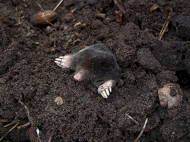 Imagen relacionada con el subtítulo h2: Cómo identificar la presencia de topos en tu jardín