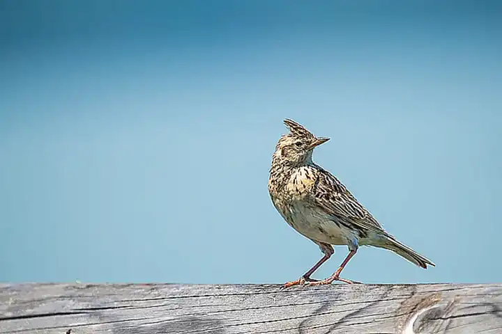 Imagen relacionada con el subtítulo h2: Definición de alondras
