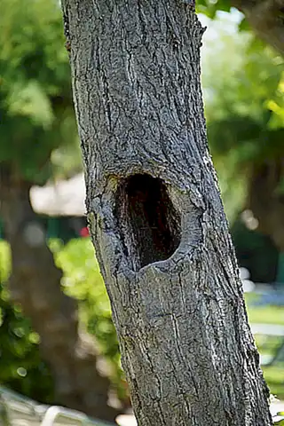 Imagen relacionada con el subtítulo h2: Formación de la cavidad en el blastocisto