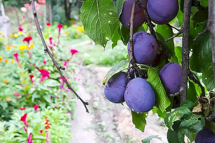 Imagen relacionada con el subtítulo h2: Herramientas necesarias para podar un acebo