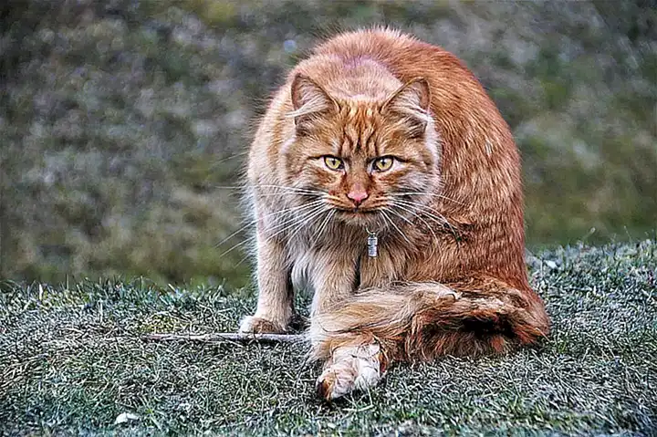 Imagen relacionada con el subtítulo h2: ¿Qué se necesita para limpiar los huesos de animales?