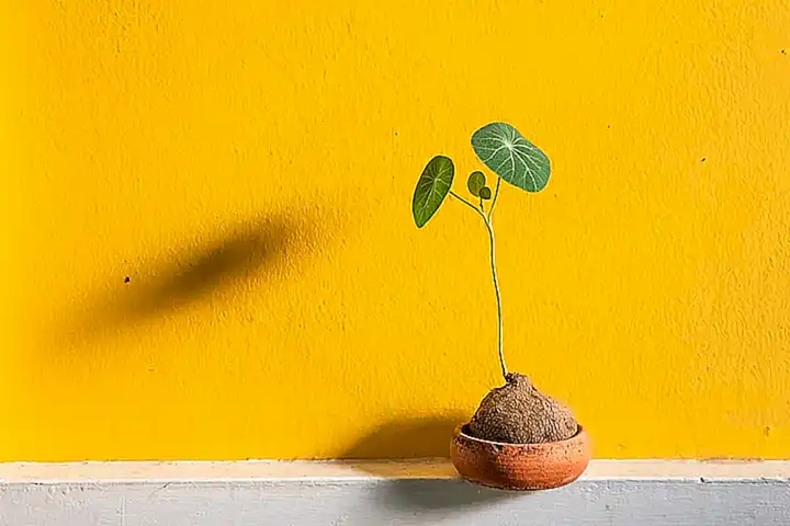 Imagen relacionada con el subtítulo h2: Variedades de pepinos arbustivos para cultivar en macetas