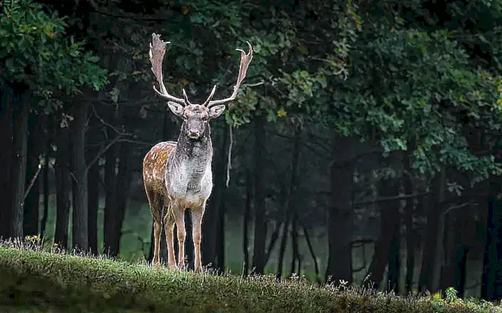 Imagen relacionada con el subtítulo h3: Los significados detrás de soñar con ciervos